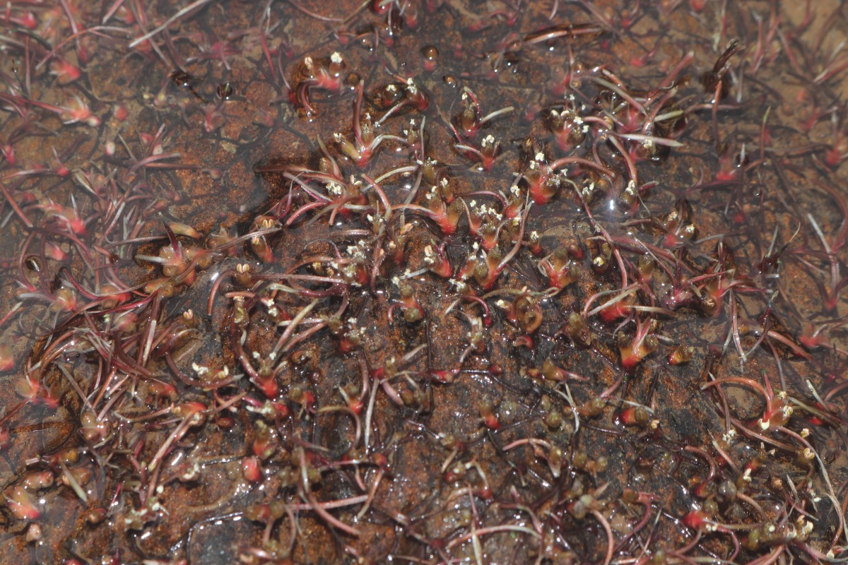 Zeylanidium subulatum (Gardner) C.Cusset